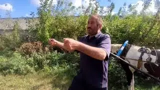 Красивый жеребец Пегас