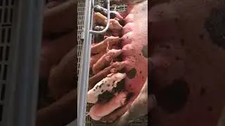 ловим бит, на что похож звкук?