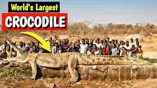 Top 5 Largest Crocodiles in the World!