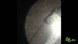 Неудачное спасение енота
