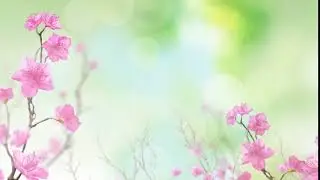 Video Background HD   Flower HD   Style Proshow   styleproshow org