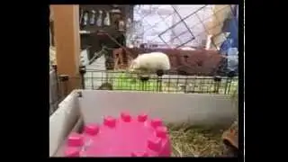 Прыгучая морская свинка / Leaping Guinea Pig
