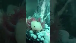 Watching Fish and Making Toys 😙 #3dprinting #axolotl
