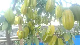 Star Fruit/Carambola  From my #TerraceGarden #Mumbai #UrbanFarming , #OrganicFruits  #Agriculture💚