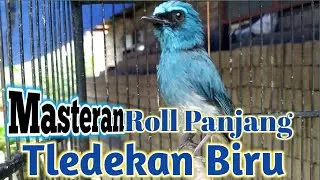 MASTERAN TLEDEKAN SITRUN BIRU GACOR ROLL PANJANG