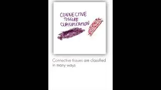 Connective Tissue