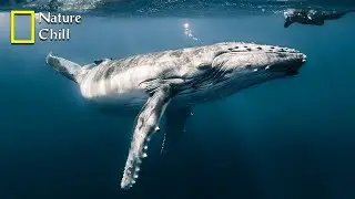 Full Documentary - Fellowship of the Whales | National Geographic Documentary 2024