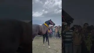 🔥🔥😍🏇 #horse #duet #humor #automobile #rek #love #mare #equestrian #funny #onthisday