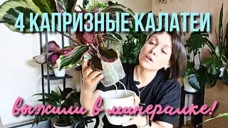 Результат в конце. Калатеи+фитиль+минеральный грунт 