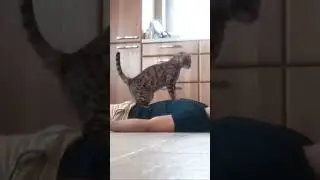 Кошка делает массаж сердца 🧡