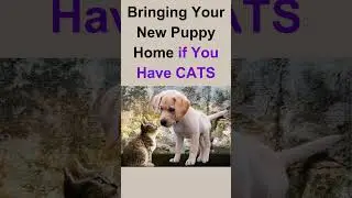 Bringing Home a New Puppy When You Have Cats #shorts #newpuppy