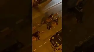 Horse patrol in Paris. #asmr #horseshoesonpavement #horses #paris