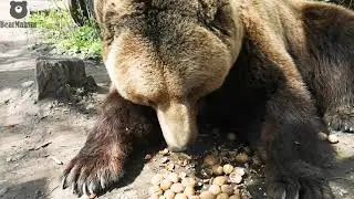 А Маська слушает,да ест🐻🌰