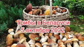 Грибы в Беларуси 5 октября 2022 года | Грибы в Витебске 5 октября 2022 года | Грибы октябрь 2022