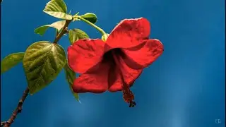Diferenças - Paulo Ciranda