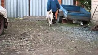 Утуш движения вперед назад