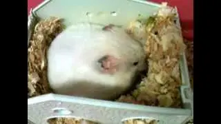 Hamster ball