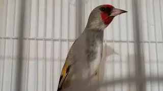 singing goldfinches | singing of two goldfinches