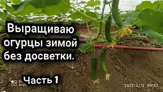 Cucumbers in February without additional lighting. 02/12/2022