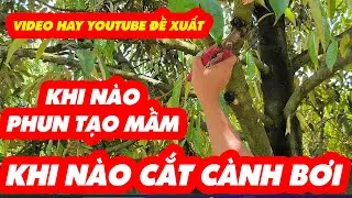kHI NÀO CẮT CÀNH BƠI TẠO MẦM BÔNG