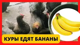 Можно Ли Курам Бананы