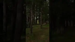 Forest Vibes tiktok chrissdvdsn