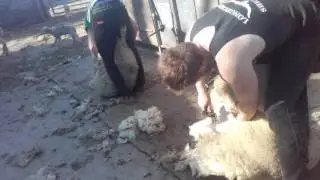 Shearing 2017 (part 2 of 2)