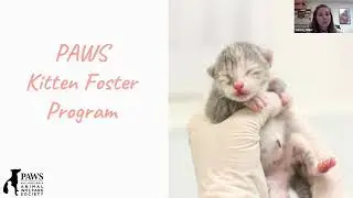 PAWS Kitten Foster Info Session
