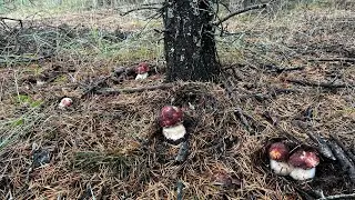 Охота на лесных монстров! Самые красивые боровики 2024 года