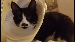 Easy E-Collar .... SUPER EASY FAST