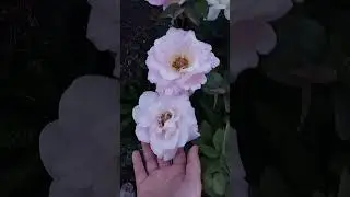розы