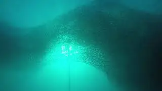 Filipiny - Moalboal - The Blue Abyss Dive Shop - Marzec 2017 - Ławica sardyne