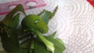 Caterpillar Eating