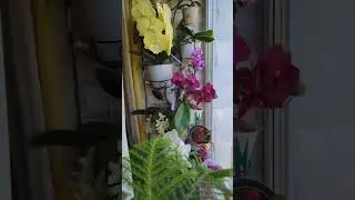 мои 💚 растюхи
