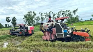 Amazing Rice Harvester in cambodia