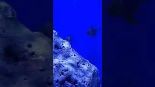amazing fish 😳#shorts #viralshorts #fish #fishing #fishingvideo #fishcutting #tiktok