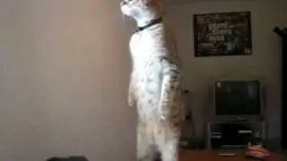 Standing Cat is watching You!