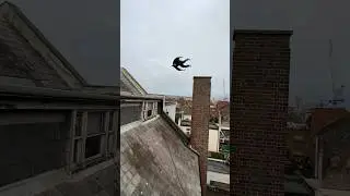 I just want to be free