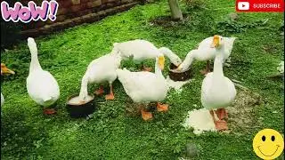 ducks lover videos 😄#duck and goose🥳 #viral video💯#cute baby ducks 😅#duckling #duck @itslook369