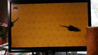videogame for cats