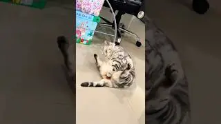 Проблемы пухлых котиков 😂 #cat #cats