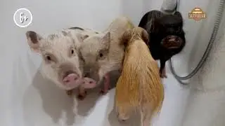 Анонс. Дом с хвостом