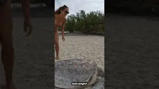 STRANDED TURTLE. Will She Make It?