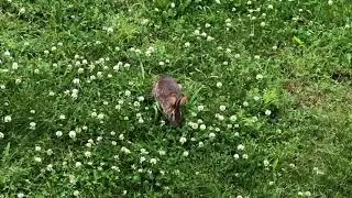 “Rabbits 🐇 are back!”