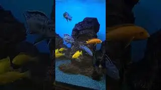 Сichlid Aquarium 250 L