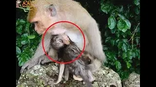 Pity Small baby monkey Donny, It's So Hungry Try Request Milk from mom, Dana not Care her Baby.