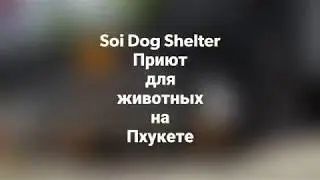 Приют для животных  Soi Dog Foundation, Пхукет