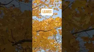 Leaves