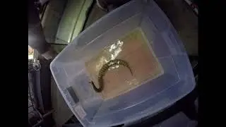 Swim your snakes when constipated