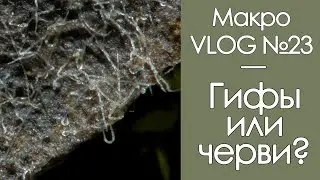 Гифы или черви? / МакроVLOG №23 / 29.10.20